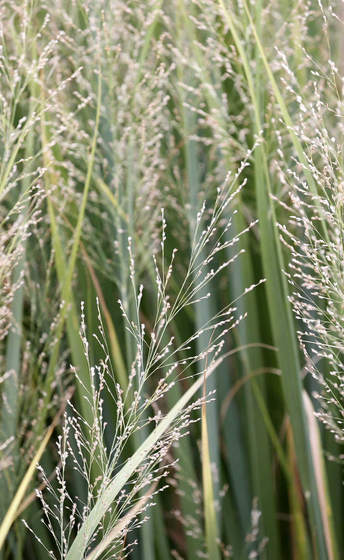 ORNAMENTAL GRASS